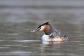<p>POTÁPKA ROHÁČ (Podiceps cristatus) /Great grested grebe – Haubentaucher/</p>